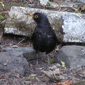 Blackbird