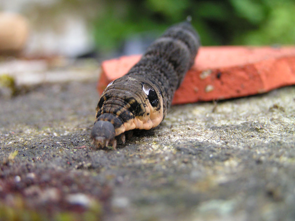 elephant hawk-moth