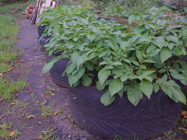 potatoes growing in tyres