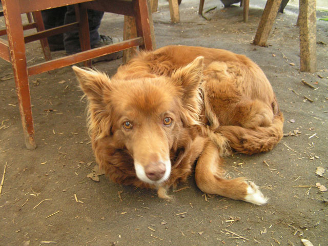 Loxey the building site dog