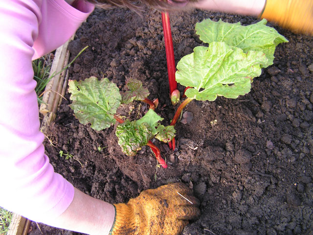 Lynne planting rhubarb