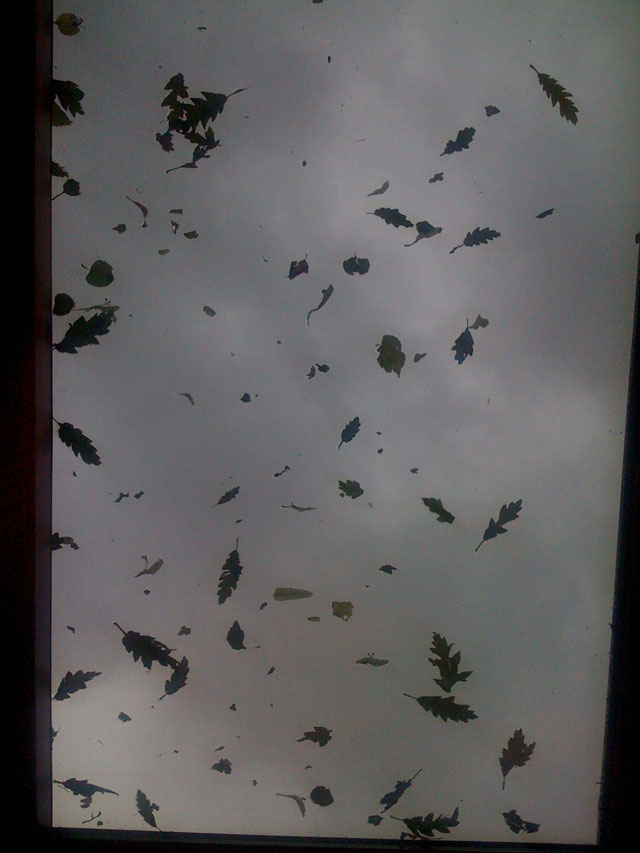 leaves on the skylight