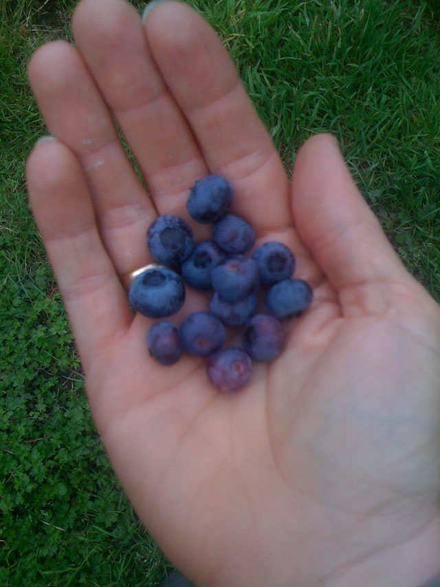 Blueberries