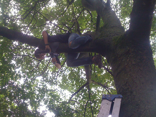 Anna up a tree
