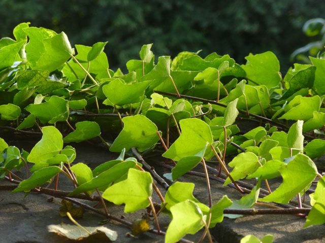 sunlight through ivy leaves