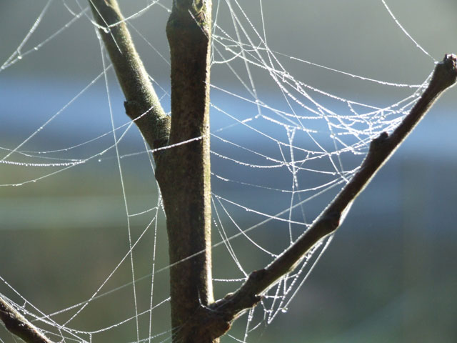 dewy spider webs in the tree