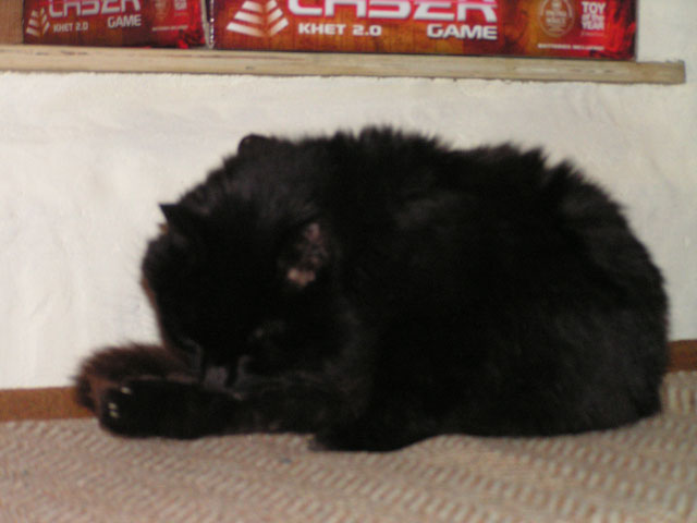 Boggart Hall's new cat