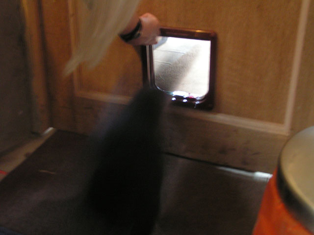 Lily coming through the cat flap