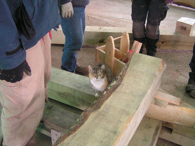 the workshop cat