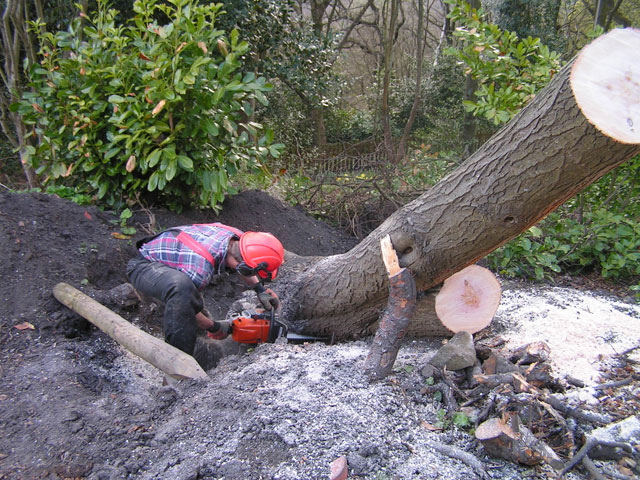 chainsawing the tree