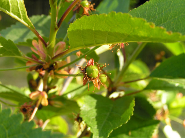baby montmorency cherry