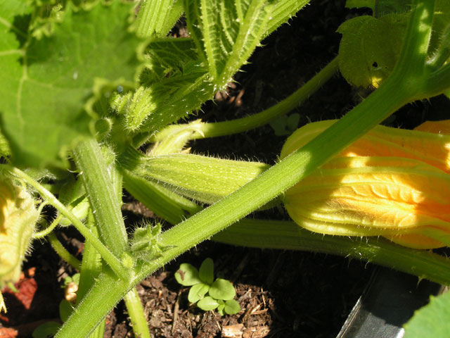 first courgette