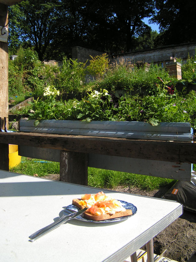 my breakfast view out the pergola window