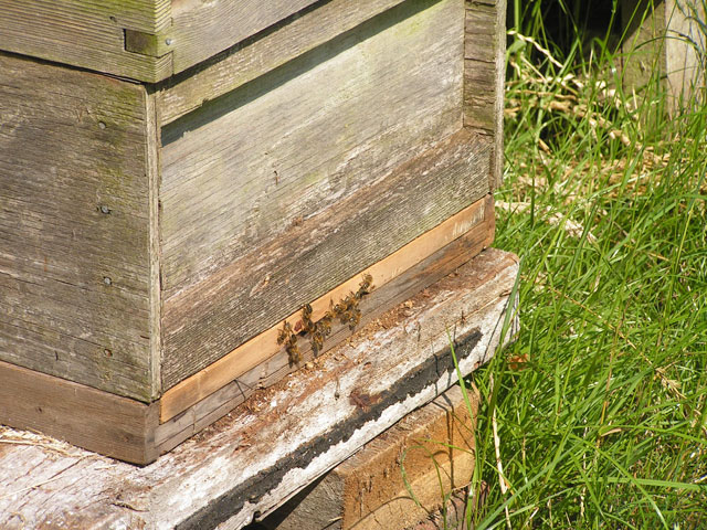 bees