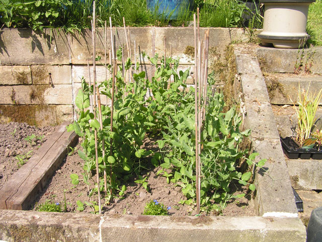 peas