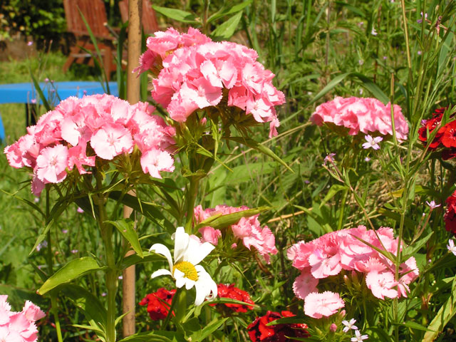 sweet william