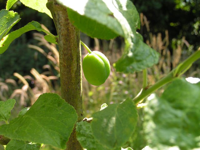 one of about three plums