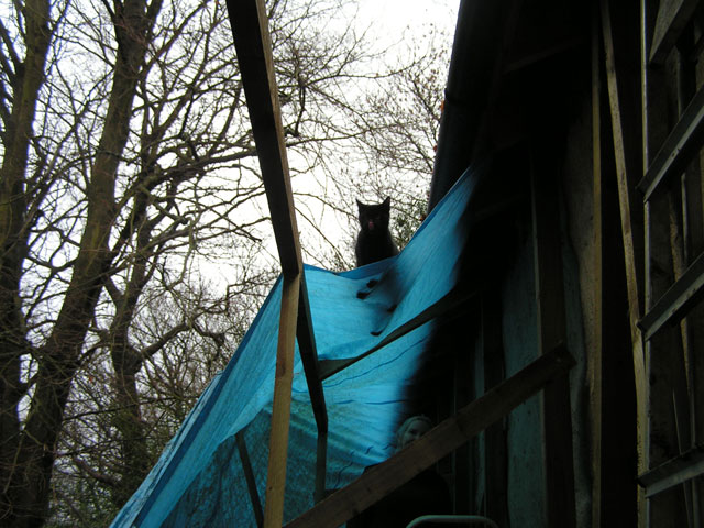 cat on tarp