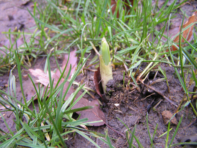 signs of spring