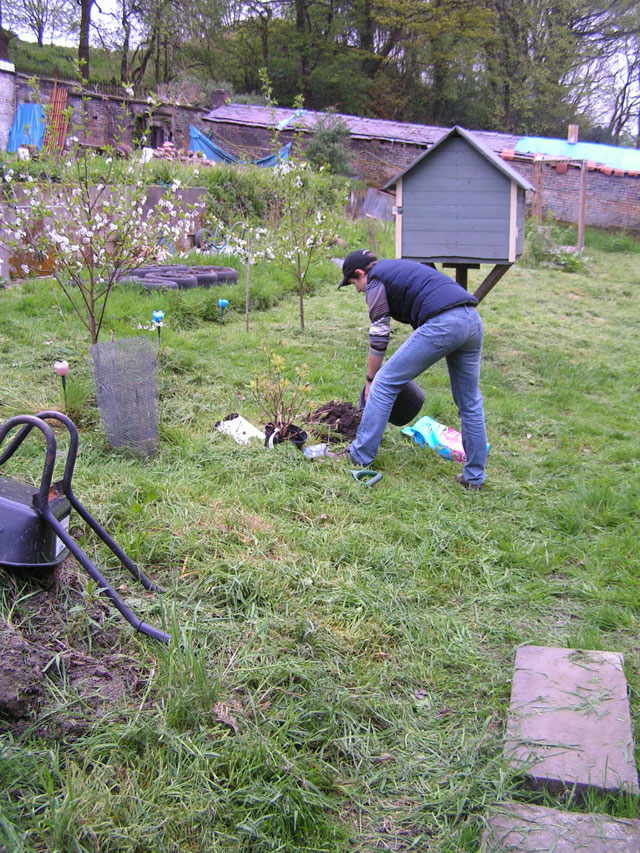 Anna planting her new orange azalea