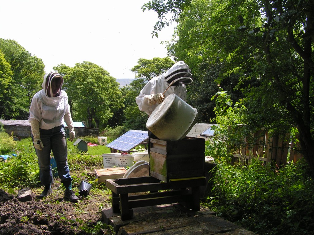 dumping the bees in the hive