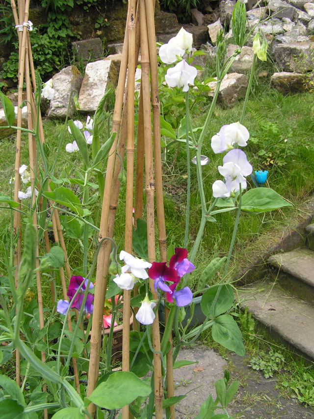 sweet peas