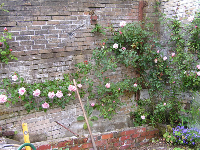 Rose Albertine