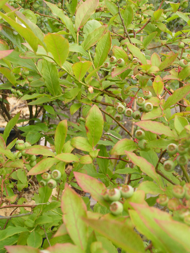 blueberries