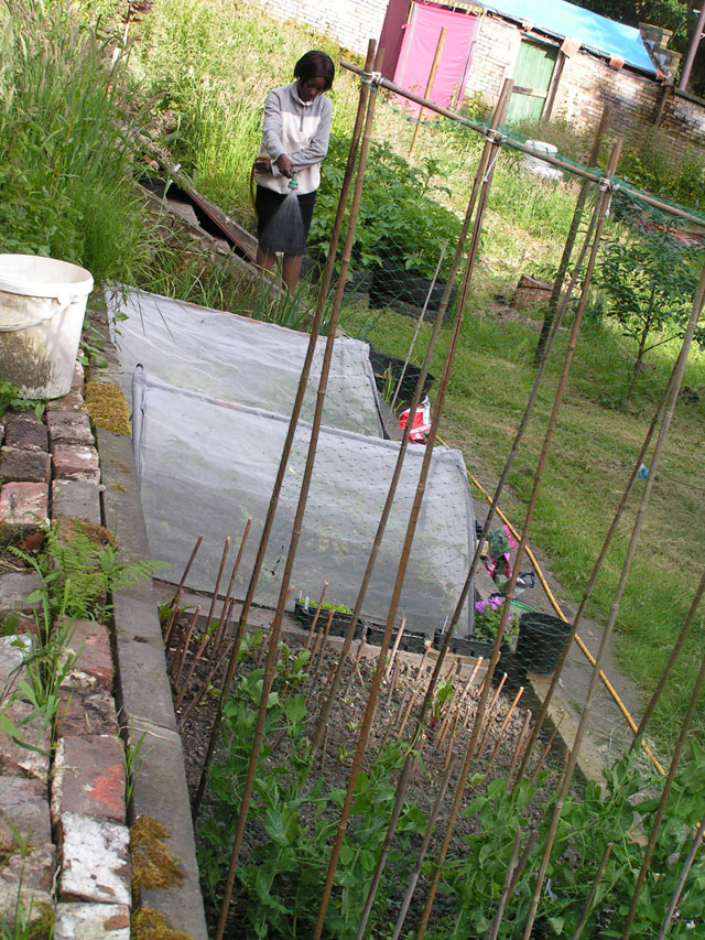 watering the garden