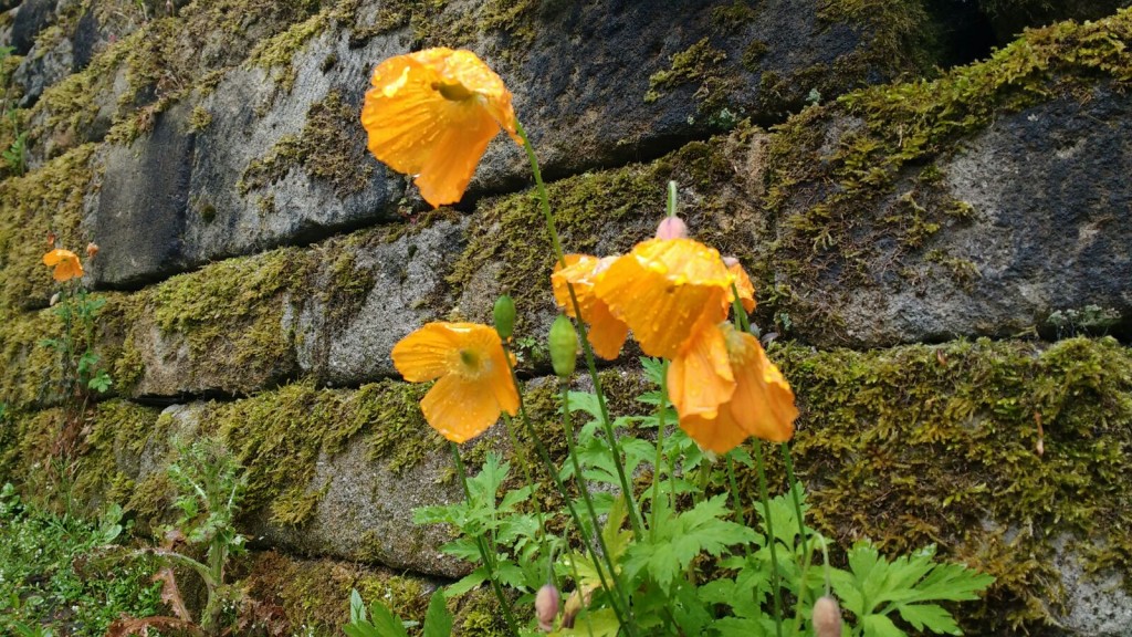 pretty_poppies