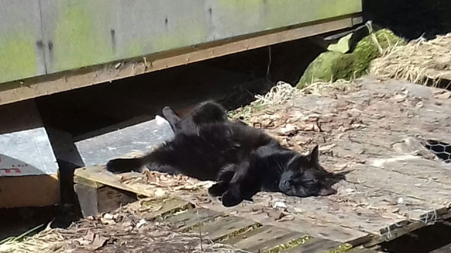 cat_in_sun
